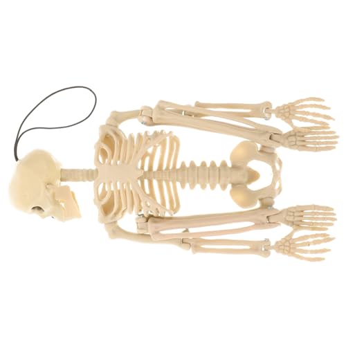 Cabilock 1 Stück Halloween-Skelett Halloween-Requisiten Schädelverzierung Skelettprop Skelette UPS halloween halloween schädel lustiges Skelettmodell Halloween- Metall Weiß von Cabilock
