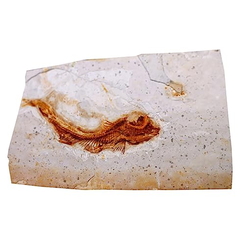 Cabilock 1 Stück Kreatives Modell Paläontologisches Lehrmaterial Tischdekoration aus Hochwertigem für Wissenschaftsunterricht und Sammlungen Stilvolle Geschenkidee Cabilock 1 Stück Kreatives Modell Paläontologisches Lehrmaterial Tischdekoration aus Hochwertigem für Wissenschaftsunterricht und Sammlungen Stilvolle Geschenkidee von Cabilock