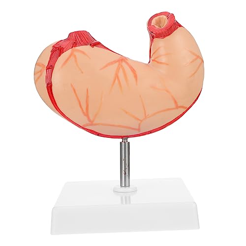 Cabilock 1 Stück Magen -Anatomie -Modell anatomisch Anatomiemodell Skelett realistisch Magenmodell Wirbelsäule Demonstrationsgeräte für den Unterricht Plastik von Cabilock