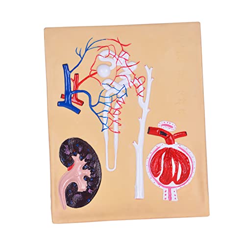 Cabilock 1 Stück Modell Anatomisches Lehrgerät für Biologieunterricht Hochwertiges Leichtes Lehrmittel für Physiologieklassen mit Geprägt Design Aufstellbar oder Hängend von Cabilock