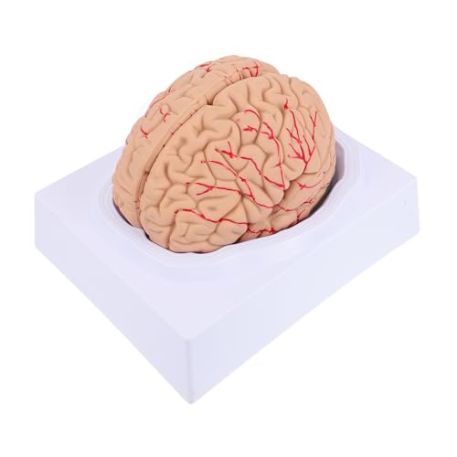 Cabilock 1 Stück Modell Der Arterienhirnarterie Gehirnmodell Anatomiemodell Modell Des Menschlichen Gehirns Mann Blutgefäßmodell Anatomie Schädelarterienmodell Anatomisches Modell Pvc von Cabilock