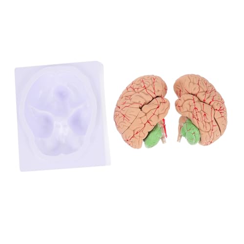 Cabilock 1 Stück Modell der Arterienhirnarterie Anatomiemodell Gehirn brain model Medizinisches Lehrmodell Schädelmodell anatomisches Modell medizinisches zerebrovaskuläres Modell PVC von Cabilock