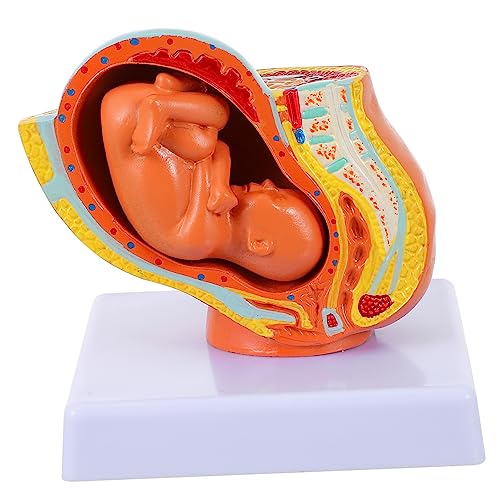 Cabilock 1 Stück Vollzeit Fetus Modell Weibliches Embryo Modell für Lehrzwecke Anatomisches zur Erklärung Weiblichen Embryostruktur für Lehrer Studenten von Cabilock
