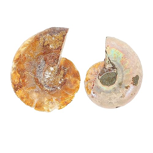 Cabilock 10 Sätze Ammoniten Fossilien Prähistorische Dekoration Für Bildung Große Exemplare Als Lehrmittel Für Fossilienliebhaber 2 Stück * 10 Cabilock 10 Sätze Ammoniten Fossilien Prähistorische Dekoration Für Bildung Große Exemplare Als Lehrmittel Für Fossilienliebhaber 2 Stück * 10 von Cabilock