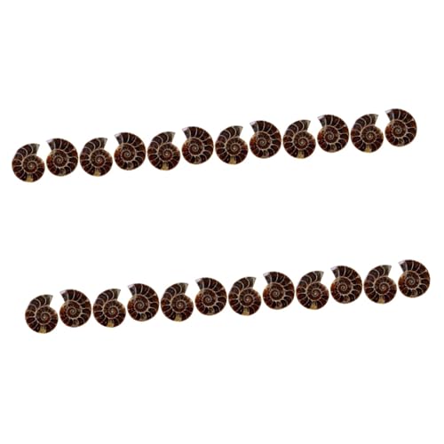 Cabilock 12 Sätze Dekoration Tischornament Lehrmaterial Fossilien Exemplar Für Unterricht Als Schöner Tischschmuck Pädagogisches Sammlerstück 2 Stück * 12 Cabilock 12 Sätze Dekoration Tischornament Lehrmaterial Fossilien Exemplar Für Unterricht Als Schöner Tischschmuck Pädagogisches Sammlerstück 2 Stück * 12 von Cabilock