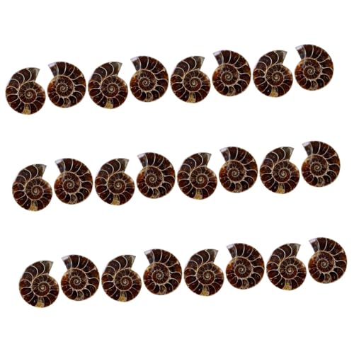 Cabilock 12 Sätze Dekoration Versteinerte Schneckenmodelle Für Unterricht Dekoration Für Bildungszwecke Fossilien Mineralien Als 2 Stück * 12 Cabilock 12 Sätze Dekoration Versteinerte Schneckenmodelle Für Unterricht Dekoration Für Bildungszwecke Fossilien Mineralien Als 2 Stück * 12 von Cabilock