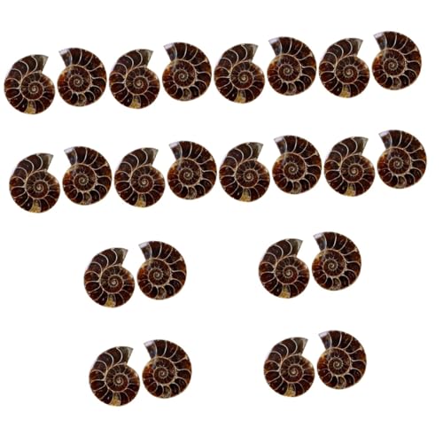 Cabilock 12 Sätze Kreatives Fossilien Für Unterricht Große Muschelexemplare Lehrmaterial Und Tischornament Für Und Sammler 2 Stück * 12 von Cabilock