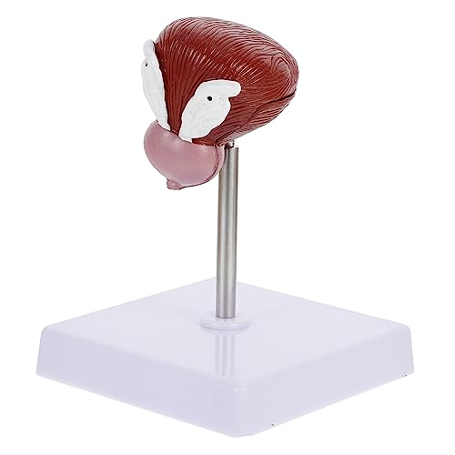Cabilock 1Stück Anatomisches Blasenmodell aus Lehrmittel für Medizinische Demonstrationen für Biologische Leicht Tragbar Realistische Details Cabilock 1Stück Anatomisches Blasenmodell aus Lehrmittel für Medizinische Demonstrationen für Biologische Leicht Tragbar Realistische Details von Cabilock