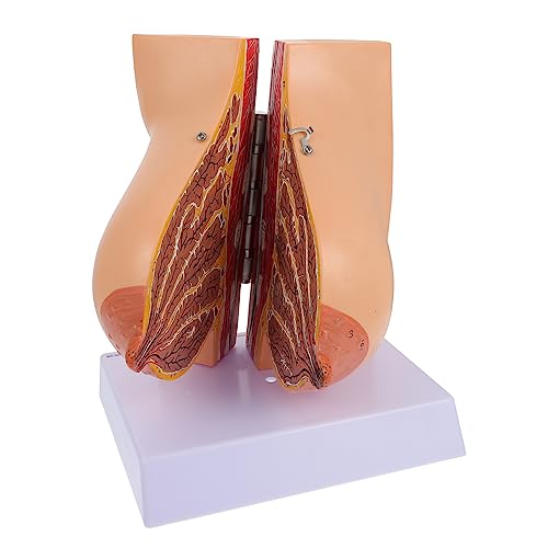 Cabilock 1Stück Anatomisches Brustmodell Für Medizinische Lehre Brustanatomiemodell Für Schulungen Pflege Labor Krankenhäusern Detailgetreu Für Anschauliche Erklärungen von Cabilock