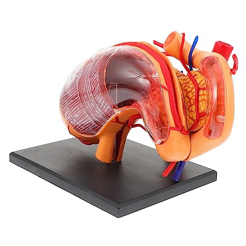 Cabilock 1Stück Anatomisches Magenmodell aus Lehrmittel für Physiologie Tragbar Leicht für Medizinische Hochschulen zur Demonstration Cabilock 1Stück Anatomisches Magenmodell aus Lehrmittel für Physiologie Tragbar Leicht für Medizinische Hochschulen zur Demonstration von Cabilock