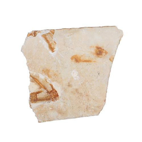 Cabilock 1Stück Fischfossil Dekoration Paläontologische Ornamente Für Unterricht Schreibtisch Fossiles Modell Für Zufälliger von Cabilock