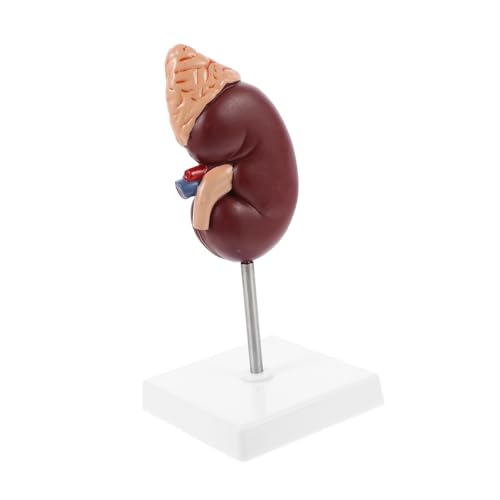Cabilock 1Stück Nierenmodell mit Nebennieren Anatomisches Modell für Schulbildung Medizinische Ausbildung Hochglänzend Langlebig für Unterricht Patientenaufklärung von Cabilock