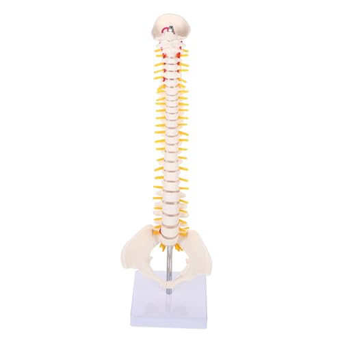 Cabilock 1Stück Wirbelsäulenmodell Flexibles Modell Für Studium Unterricht Für Ärzte Krankenhäuser Mit Stabilem Langlebigem Material von Cabilock