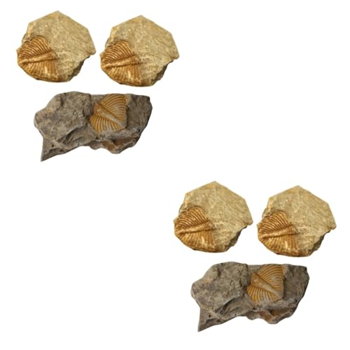 Cabilock 2 Sätze Trilobiten- Edelstein Exemplare Dinosaurier- Kork Log Prähistorische Fossilien Dekorative Fossilien Requisiten Lehren Paläontologische Verzierung 3 Stück * 2 von Cabilock