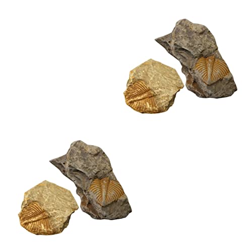 Cabilock 2 Sätze Trilobiten Fossilien Lernspielzeug Pädagogisches Werkzeug Für Dekorationsobjekt Für Klassenzimmer Für Bildungszwecke Wissenschaftsprojekte 2 Stücke * 2 Cabilock 2 Sätze Trilobiten Fossilien Lernspielzeug Pädagogisches Werkzeug Für Dekorationsobjekt Für Klassenzimmer Für Bildungszwecke Wissenschaftsprojekte 2 Stücke * 2 von Cabilock