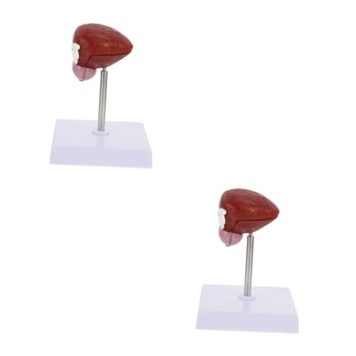 Cabilock 2 Stck. Blasenanatomie -Modell Klassenzimmer menschlicher Körper für Modell der Harnblase Anatomisches Modell der Blase medizinisches anatomisches Modell Plastik Cabilock 2 Stck. Blasenanatomie -Modell Klassenzimmer menschlicher Körper für Modell der Harnblase Anatomisches Modell der Blase medizinisches anatomisches Modell Plastik von Cabilock