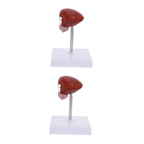 Cabilock 2 Stck. Blasenanatomie -modell Klassenzimmer Modell Anatomie Anatomisches Modell Der Menschlichen Blase Modell Der Harnblase Modell Der Schulblase Biologische Lehre Plastik Cabilock 2 Stck. Blasenanatomie -modell Klassenzimmer Modell Anatomie Anatomisches Modell Der Menschlichen Blase Modell Der Harnblase Modell Der Schulblase Biologische Lehre Plastik von Cabilock