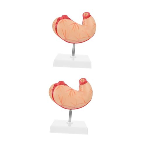 Cabilock 2 Stck. Magen -Anatomie -Modell Anatomisches Modell des Schulmagens Magenmodell Skelett Anatomiemodell des menschlichen Torsos Anatomisches Modell des Magens aus Kunststoff Plastik Cabilock 2 Stck. Magen -Anatomie -Modell Anatomisches Modell des Schulmagens Magenmodell Skelett Anatomiemodell des menschlichen Torsos Anatomisches Modell des Magens aus Kunststoff Plastik von Cabilock