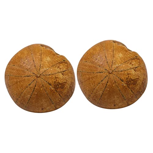 Cabilock 2 Stck. Seeigel Paläontologie Lehrmittel Dekoration für Bildung für Schmuck für Interesse an Fossilien Archäologie Cabilock 2 Stck. Seeigel Paläontologie Lehrmittel Dekoration für Bildung für Schmuck für Interesse an Fossilien Archäologie von Cabilock