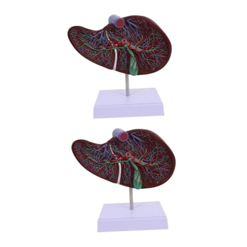 Cabilock 2 Stück Anatomisches Lebermodell Studie Menschliches 3D Lebermodell Medizinisches Lebermodell Lebermodell Lehrkörpermodell Anatomie Lebermodell Mit Basis von Cabilock