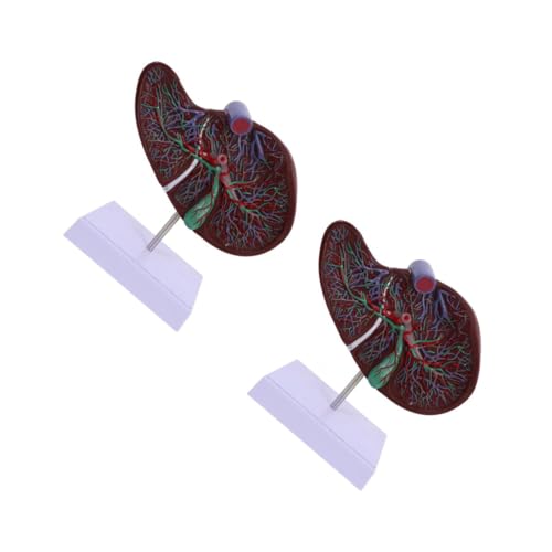 Cabilock 2 Stück Anatomisches Modell Der Leber Anatomie Des Körpermodells 3d-lebermodell Lebermodell Mit Sockel Menschlich Medizinisches Lebermodell Anatomisches Lebermodell Lehre Plastik von Cabilock
