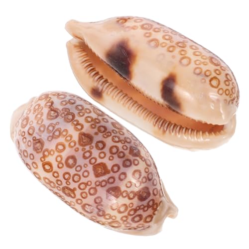 Cabilock 2 Stück Muschelschalen für DIY Schmuckherstellung und Aquarien Dekoration Zufällige Farben für Zuhause Garten Kreative Bastelprojekte und Themenfeste Zufällige Cabilock 2 Stück Muschelschalen für DIY Schmuckherstellung und Aquarien Dekoration Zufällige Farben für Zuhause Garten Kreative Bastelprojekte und Themenfeste Zufällige von Cabilock