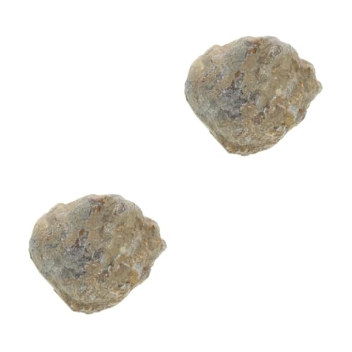 Cabilock 2 Stück fossiles Exemplar für Paläontologie Cabilock 2 Stück fossiles Exemplar für Paläontologie von Cabilock