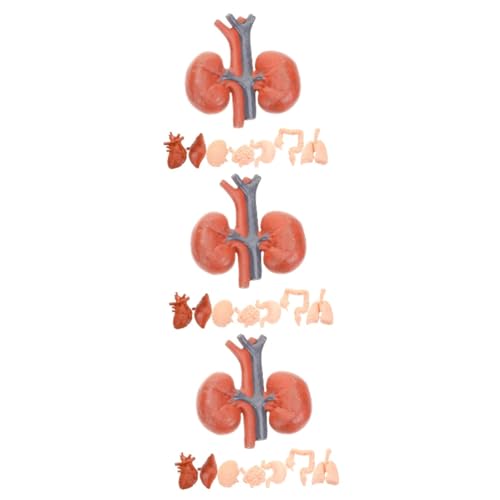 Cabilock 3 Sätze Montessori Lehrhilfemodell Lunge Anatomie Organe Teile Anatomisch Unterrichten Werkzeug Modelle Von Organen Menschliche Organstütze Orgelmodelle Lehrmodell Pvc 8 Stück * 3 von Cabilock