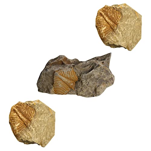 Cabilock 3 Stück Teiliges Trilobiten Fossilien Echt Realistisch Lehrmaterial Sammlerstück Dekorativ für Bildung Kreative Sammlung Paläontologie Geschenk von Cabilock