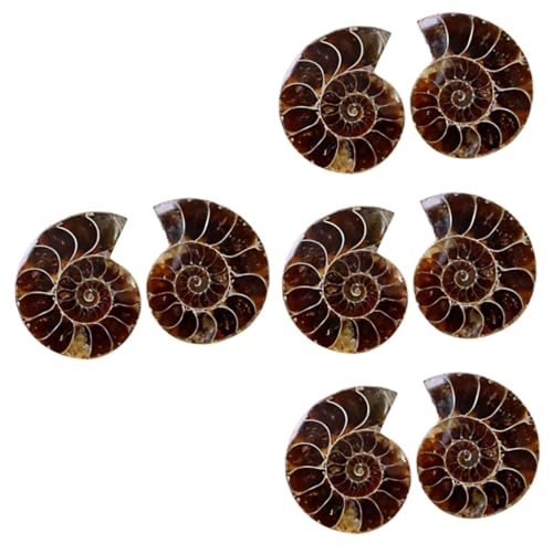 Cabilock 4 Sätze Fossilien Exemplare Wissenschaftliche Ornamente Für Laborbedarf Große Lehrmittel Für Dekoration Und Pädagogische Zwecke 2 Stück * 4 von Cabilock