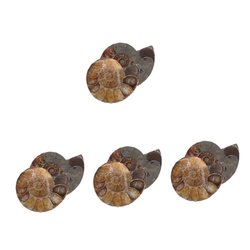 Cabilock 4 Sätze Modelle Zum Lernen Ammoniten-exemplar Wissenschaftliches Exemplar Ammoniten-modelle Modelle Schmuck Lehrammonitenexemplar Natürliches Muschelfossil Dark 2 Stück * 4 Cabilock 4 Sätze Modelle Zum Lernen Ammoniten-exemplar Wissenschaftliches Exemplar Ammoniten-modelle Modelle Schmuck Lehrammonitenexemplar Natürliches Muschelfossil Dark 2 Stück * 4 von Cabilock