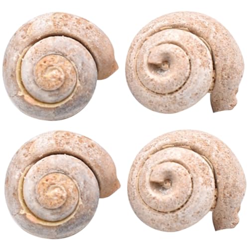 Cabilock 4 Stück Teiliges Schneckenfossil für Schüler Wissenschaftliches Lehrmaterial und Dekoratives Fossilienmodell zur Kreativen Paläontologie Vermittlung von Cabilock
