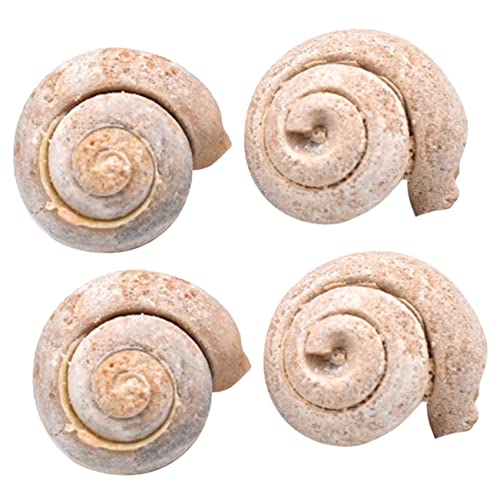 Cabilock 4Stücke Schneckenfossilien Paläontologie Lehrmaterialien für Schüler Dekorative Ornamente für Unterricht Inneneinrichtung Sicher und Langlebig von Cabilock