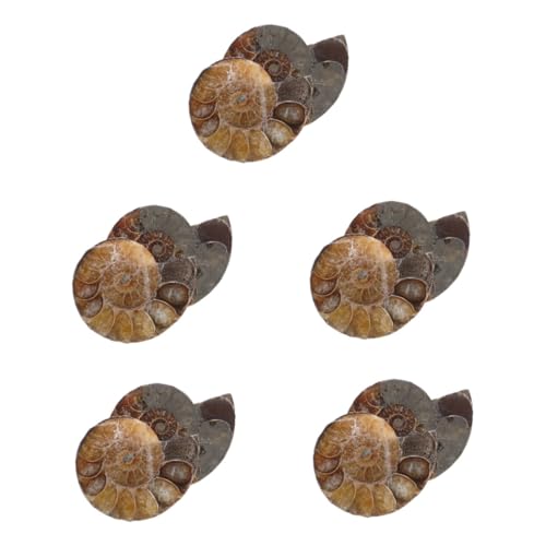 Cabilock 5 Sätze Ammonitenmodelle Als Wissenschaftliches Exemplar Ammoniten-modelle Modelle Schmuck Modelle Zur Sammlung Natürliches Muschelfossil Dark 2 Stück * 5 Cabilock 5 Sätze Ammonitenmodelle Als Wissenschaftliches Exemplar Ammoniten-modelle Modelle Schmuck Modelle Zur Sammlung Natürliches Muschelfossil Dark 2 Stück * 5 von Cabilock