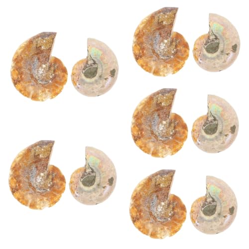 Cabilock 5 Sätze Fossile Ammoniten Dekorative Wissenschaftsornamente Für Labor Und Zuhause Opp Verpackung Zur Materialsammlung Und Dekoration 2 Stück * 5 von Cabilock