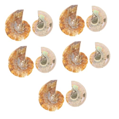 Cabilock 5 Sätze Kreative Ammoniten Dekoration Lehrmaterial Für Schüler Fossilien Für Palaeontologische Studien Und Sammlungen Opp Verpackung 2 Stück * 5 von Cabilock