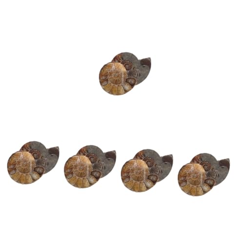 Cabilock 5 Sätze Modelle Zur Dekoration Ammoniten-exemplar Wissenschaftliches Exemplar Modelle Ornament Pädagogisches Ammonitenmodell Natürliches Muschelfossil Dark 2 Stück * 5 Cabilock 5 Sätze Modelle Zur Dekoration Ammoniten-exemplar Wissenschaftliches Exemplar Modelle Ornament Pädagogisches Ammonitenmodell Natürliches Muschelfossil Dark 2 Stück * 5 von Cabilock