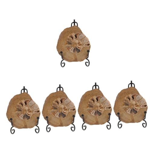 Cabilock 5 Stück Ammonitenfossil Ornament Schulprojekt Probe Ammoniten-Exemplar Ammonitenmodelle zur Dekoration Ammoniten- für den Tisch Ammonitendekorationen Ammoniten-Modelle Cabilock 5 Stück Ammonitenfossil Ornament Schulprojekt Probe Ammoniten-Exemplar Ammonitenmodelle zur Dekoration Ammoniten- für den Tisch Ammonitendekorationen Ammoniten-Modelle von Cabilock