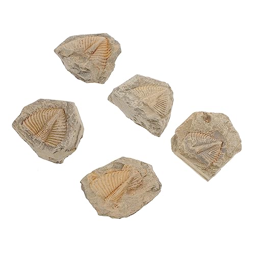 Cabilock 5 Stück Trilobit Fossiler Exemplar Ornament Trilobit Trilobiten-modell Probe Trilobiten-schmuck Lehrmittel Trilobiten-schwanzfelsen Kinderspielzeug Schüler Unterrichten Cabilock 5 Stück Trilobit Fossiler Exemplar Ornament Trilobit Trilobiten-modell Probe Trilobiten-schmuck Lehrmittel Trilobiten-schwanzfelsen Kinderspielzeug Schüler Unterrichten von Cabilock