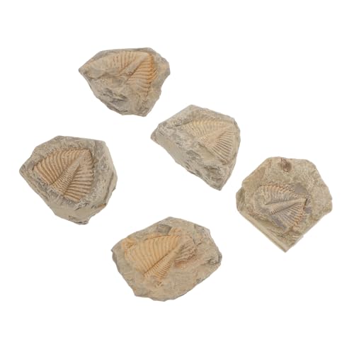 Cabilock 5Stücke Trilobiten Fossilien Sammlung Natürliche Fossilproben für Bildung Dekoration für Unterricht Partys Zufällige Formen Sicher Lehrreich Cabilock 5Stücke Trilobiten Fossilien Sammlung Natürliche Fossilproben für Bildung Dekoration für Unterricht Partys Zufällige Formen Sicher Lehrreich von Cabilock