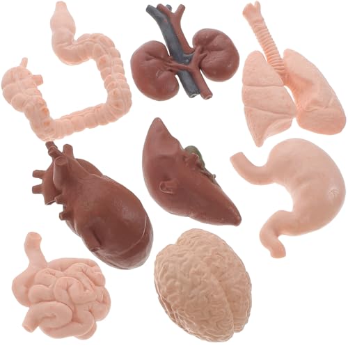 Cabilock 8 Stück Menschliches Organmodell Teile Modell Der Organe Science Lernspielzeug Körper Menschliche Organstütze Für Klassenzimmer Realistisches Orgelmodell Lehre Miniatur Plastik Cabilock 8 Stück Menschliches Organmodell Teile Modell Der Organe Science Lernspielzeug Körper Menschliche Organstütze Für Klassenzimmer Realistisches Orgelmodell Lehre Miniatur Plastik von Cabilock