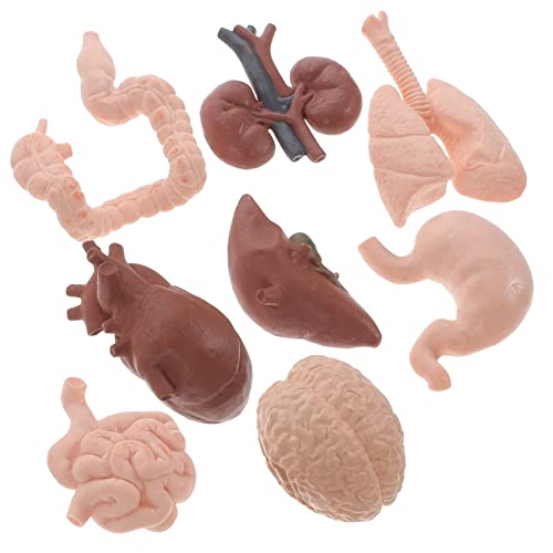 Cabilock 8Stücke Teiliges Anatomisches Modell Menschlicher Kognitives Lernmodell für Medizinische Ausbildung Langlebig für Studierende Lehrzwecke Cabilock 8Stücke Teiliges Anatomisches Modell Menschlicher Kognitives Lernmodell für Medizinische Ausbildung Langlebig für Studierende Lehrzwecke von Cabilock