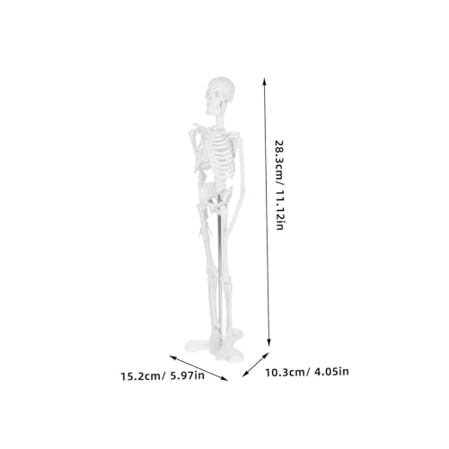Cabilock Anatomisch Korrektes Menschliches Skelettmodell Detaillierte Knochen und Gelenkstrukturen Vielseitiges Lehrmodell für Schule Ausbildung und Medizinische Institutionen Cabilock Anatomisch Korrektes Menschliches Skelettmodell Detaillierte Knochen und Gelenkstrukturen Vielseitiges Lehrmodell für Schule Ausbildung und Medizinische Institutionen von Cabilock