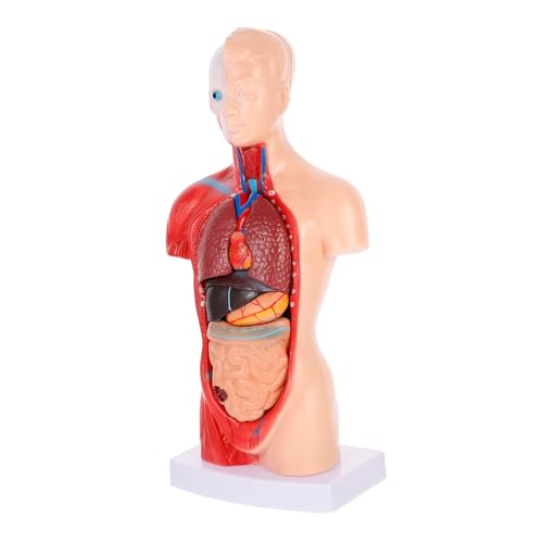 Cabilock Anatomisches Herzmodell mit Abnehmbarem Torso Medizinisches Lehrmittel Realistische Organe für Arztpraxis Schule und Medizinische Ausbildung Geeignet Cabilock Anatomisches Herzmodell mit Abnehmbarem Torso Medizinisches Lehrmittel Realistische Organe für Arztpraxis Schule und Medizinische Ausbildung Geeignet von Cabilock