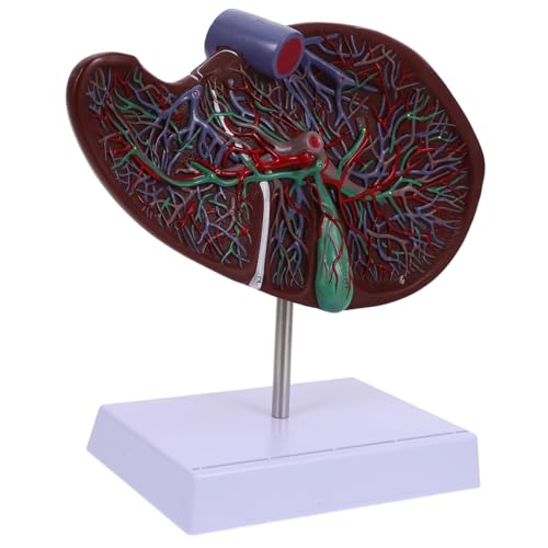 Cabilock Anatomisches Lebermodell Körpermodell Anatomie Menschliches Studium Lehre Leberanatomiemodell 3D Lebermodell Lebermodell Mit Basis Medizinisches Lebermodell von Cabilock