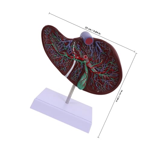 Cabilock Anatomisches Lebermodell aus Kunststoff mit Basis Medizinisches Menschliches Leber anatomiemodell für Schulunterricht Physiologie und Medizinische Ausbildung Geeignet für Schulen Cabilock Anatomisches Lebermodell aus Kunststoff mit Basis Medizinisches Menschliches Leber anatomiemodell für Schulunterricht Physiologie und Medizinische Ausbildung Geeignet für Schulen von Cabilock