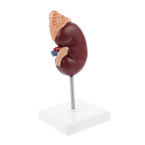 Cabilock Anatomisches Lehrmodell für Schule Patientenedukation Lehrmittel Biologieunterricht von Cabilock