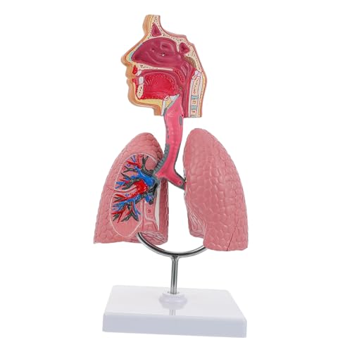 Cabilock Anatomisches Lungenmodell PVC Lehrmittel für Anschauliches Schulmodell zur Erklärung der Lungenstruktur Umweltfreundlich und Langlebig für Schüler und Ausbildung von Cabilock