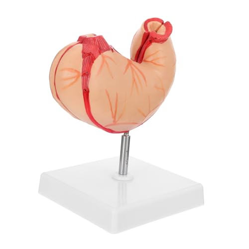 Cabilock Anatomisches Magenmodell Lebensgroß Realistische Farbdetails Robustes Kunststoffmaterial Didaktisches Lehrmittel für Biologieunterricht Geeignet für Schüler Lehrer und Experten von Cabilock