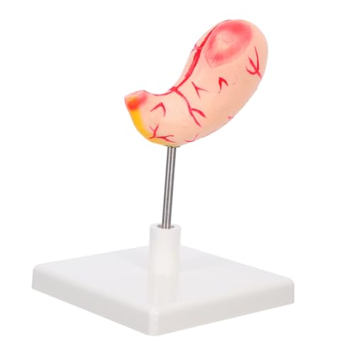 Cabilock Anatomisches Magenmodell Lehrmodell Stomach Modell für Medizinische Ausbildung Wissenschaftliche Klassenzimmer Anatomisches Organ Lehrmittel Präzise Abnehmbar Realistische von Cabilock